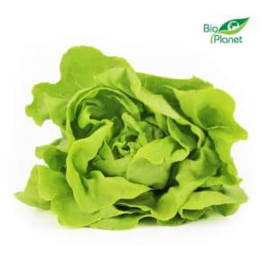 SAŁATA MASŁOWA ŚWIEŻA BIO (POLSKA) (około 0,18 kg) (1 szt.)