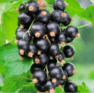 Czarna porzeczka bio 250g - Zielone Pole
