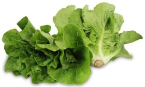 SAŁATA RZYMSKA MINI ŚWIEŻA BIO (POLSKA) (około 0,20 kg) (1 szt.)