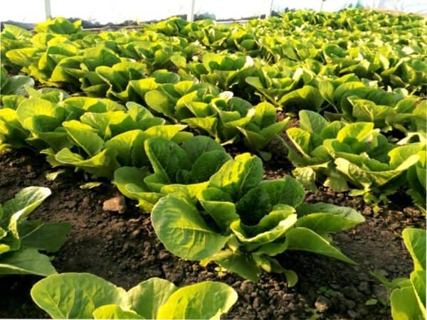 Sałata rzymska bio ok 400g- Bio Planet. ( veg ) - obrazek 2