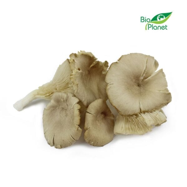 GRZYBY BOCZNIAKI ŚWIEŻE BIO (POLSKA) (około 0,20 kg) (1 szt.)