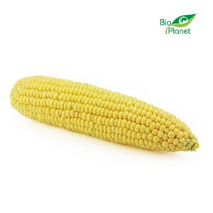 KUKURYDZA ŚWIEŻA BIO (POLSKA) (około 0,25 kg) (1 szt.)