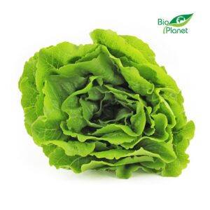SAŁATA RZYMSKA ŚWIEŻA BIO (POLSKA) (około 0,30 kg) (1 szt.)