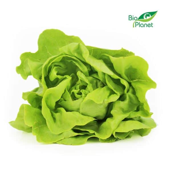 SAŁATA MASŁOWA ŚWIEŻA BIO (POLSKA) (około 0,18 kg) (1 szt.)