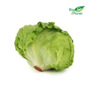 SAŁATA LODOWA ŚWIEŻA BIO (około 0,25 kg) (1 szt.)