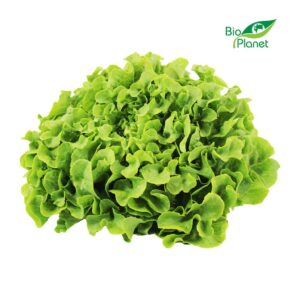 SAŁATA DĘBOLISTNA ZIELONA ŚWIEŻA BIO (POLSKA) (około 0,25 kg) (1 szt.)