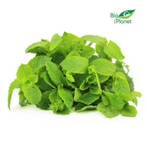 MIĘTA ŚWIEŻA BIO (POLSKA) (około 50 g) (1 szt.)