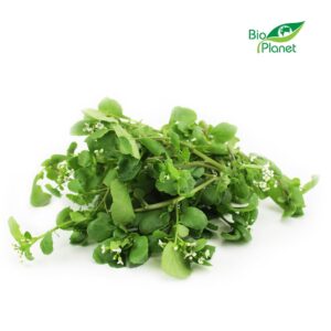 RUKIEW WODNA ŚWIEŻA BIO (POLSKA) (około 50 g) (1 szt.)