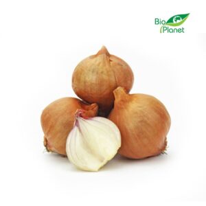 CEBULA SZALOTKA ŚWIEŻA BIO (około 0,50 kg) (1 szt.)