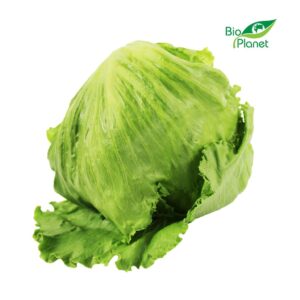 SAŁATA LODOWA ŚWIEŻA BIO (POLSKA) (około 0,20 kg) (1 szt.)