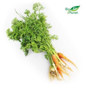 WŁOSZCZYZNA PĘCZEK ŚWIEŻA BIO (POLSKA) (około 0,50 kg) (1 szt.)