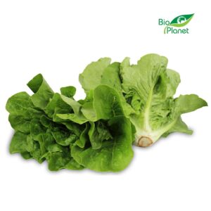 SAŁATA RZYMSKA MINI ŚWIEŻA BIO (POLSKA) (około 0,25 kg) (1 szt.)