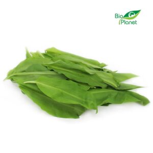 CZOSNEK NIEDŹWIEDZI ŚWIEŻY BIO (POLSKA) (około 50 g) (1 szt.)