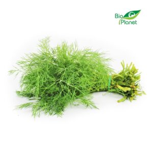 KOPEREK ŚWIEŻY (PĘCZEK) BIO (POLSKA) (około 20 g) (1 szt.)