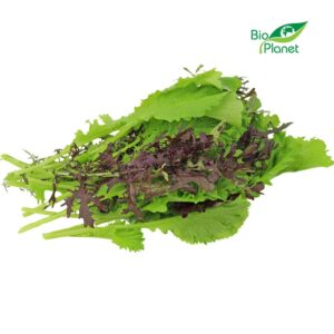 MUSZTARDOWIEC ŚWIEŻY NIEMYTY BIO (POLSKA) (około 0,10 kg) (1 szt.)