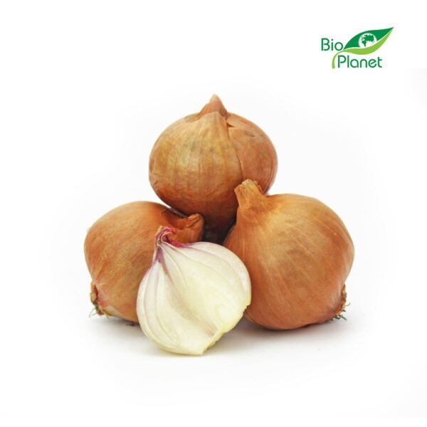 CEBULA SZALOTKA ŚWIEŻA BIO (około 0,50 kg) (1 szt.)