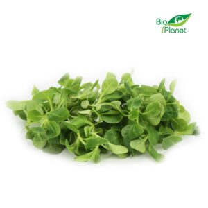 ROSZPONKA ŚWIEŻA NIEMYTA BIO (około 0,10 kg) (1 szt.)
