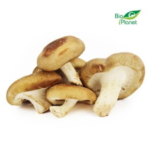 GRZYBY SHIITAKE ŚWIEŻE BIO (POLSKA) (około 0,20 kg) (1 szt.)