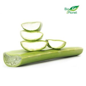 ALOES ŚWIEŻY BIO (około 0,80 kg)